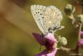 Polyommatus bellargus (Çokgözlü Gökmavisi)